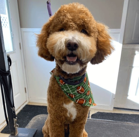 A mini Golden Doodle shows off her Teddy Bear haircut from The Chase's spa.