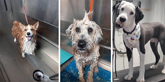 A Corgi and a Wheaton Terrior get a bath and an Old English Sheepdog gets groomed at The Chase Spa.