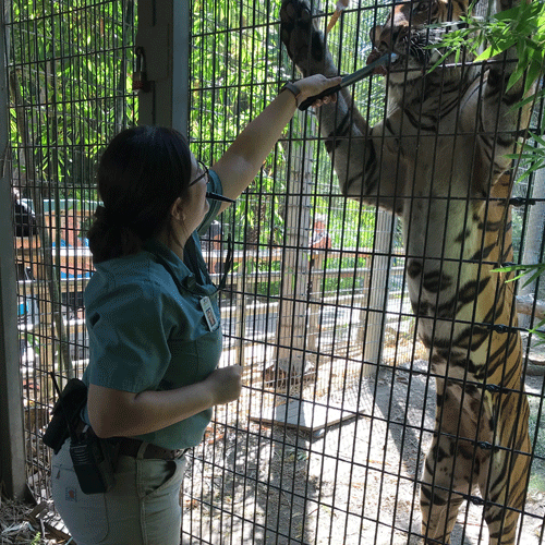 Sylver, a Certified Dog Handler at the Chase and a zookeeper stands next to a tiger cage.