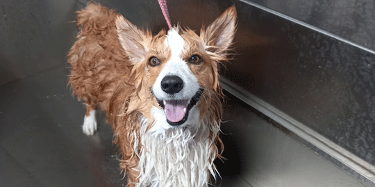 A happy Corgi getting a luxurious bath at The Chase's dog spa industrial tub.