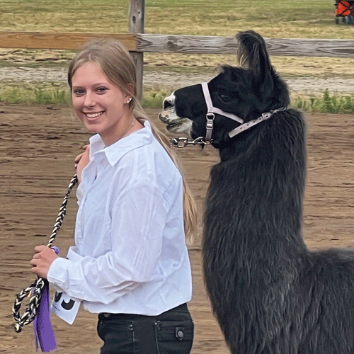 Sadie, a Certified Dog Handler at The Chase, leads an alpaca by a rope.